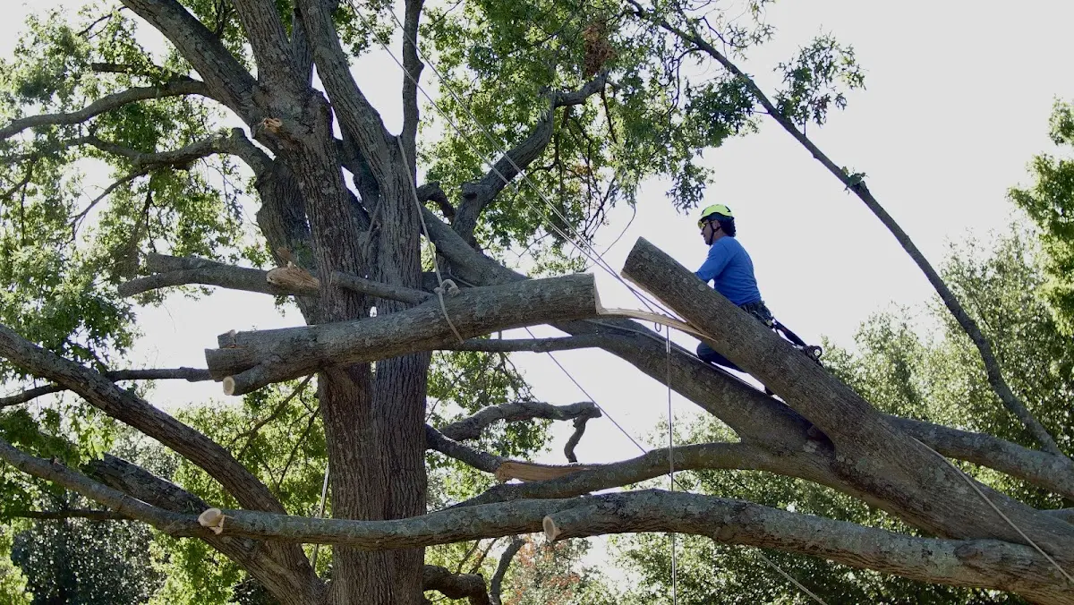 Professional Crown Thinning performed by certified arborists in Walworth